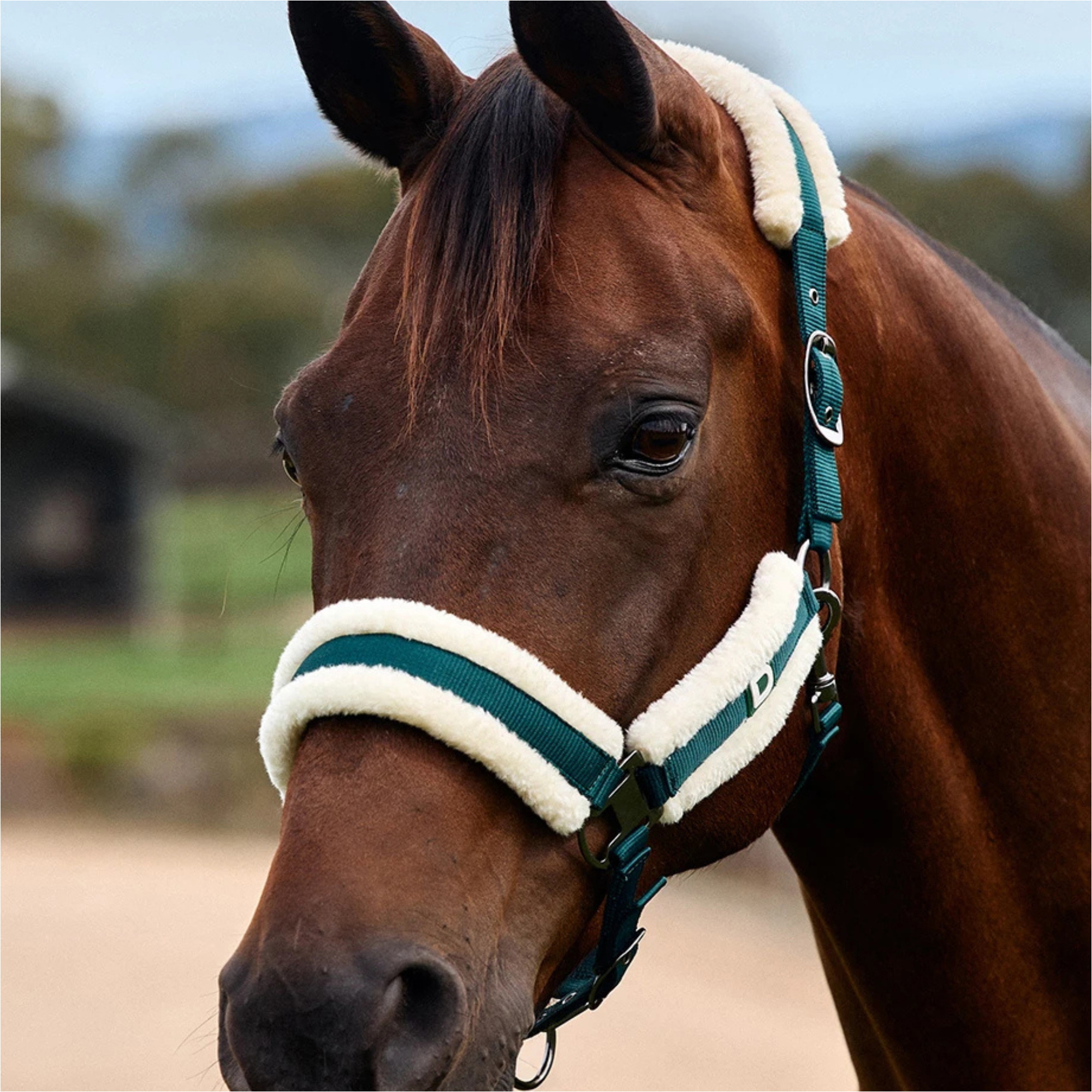 2026 Dublin Soft Fit Headcollar 1031034 - Green